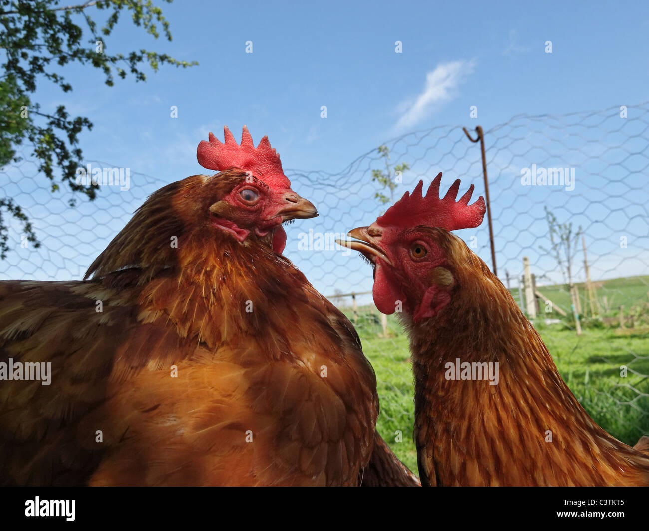 Free-range hens in Lincolnshire, England. Stock Photo