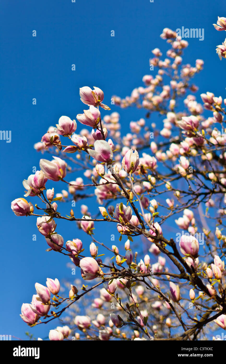 Magnolia tree branches against the clear blue sky Stock Photo - Alamy