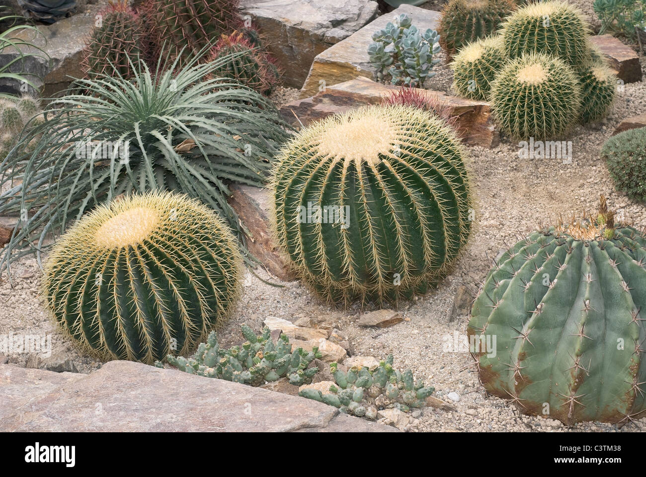Extreme Ecology of Desert Climate with Cactus Stock Photo