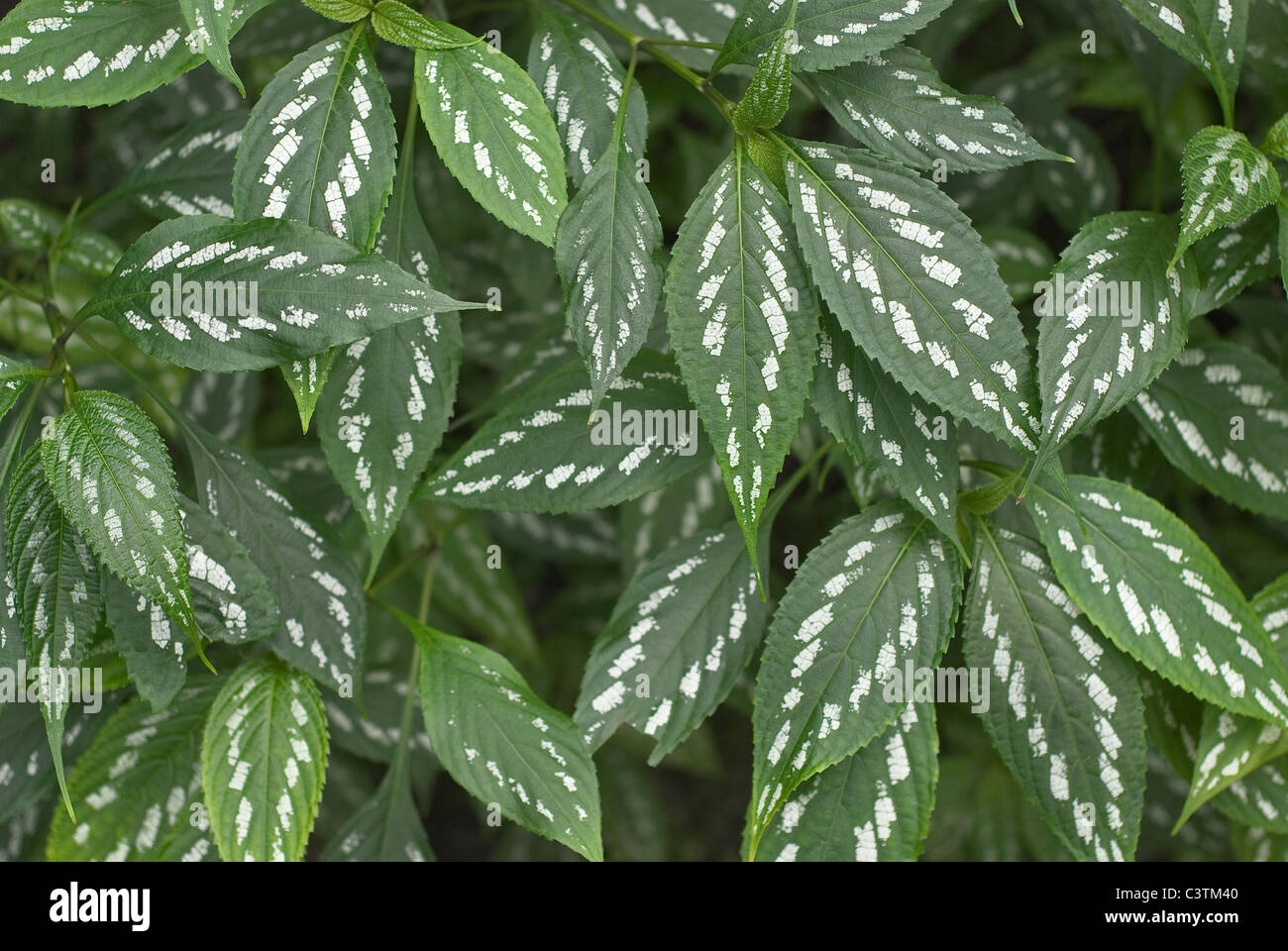 Lush Natural Close Up of Tropical Leaves Stock Photo - Alamy