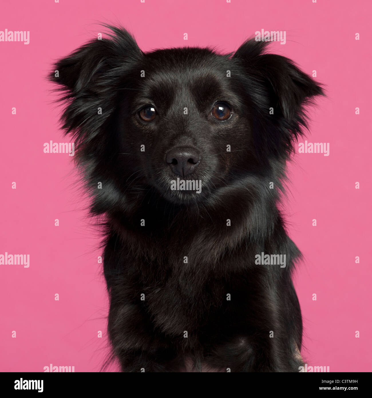Mixed-breed dog in front of pink background Stock Photo