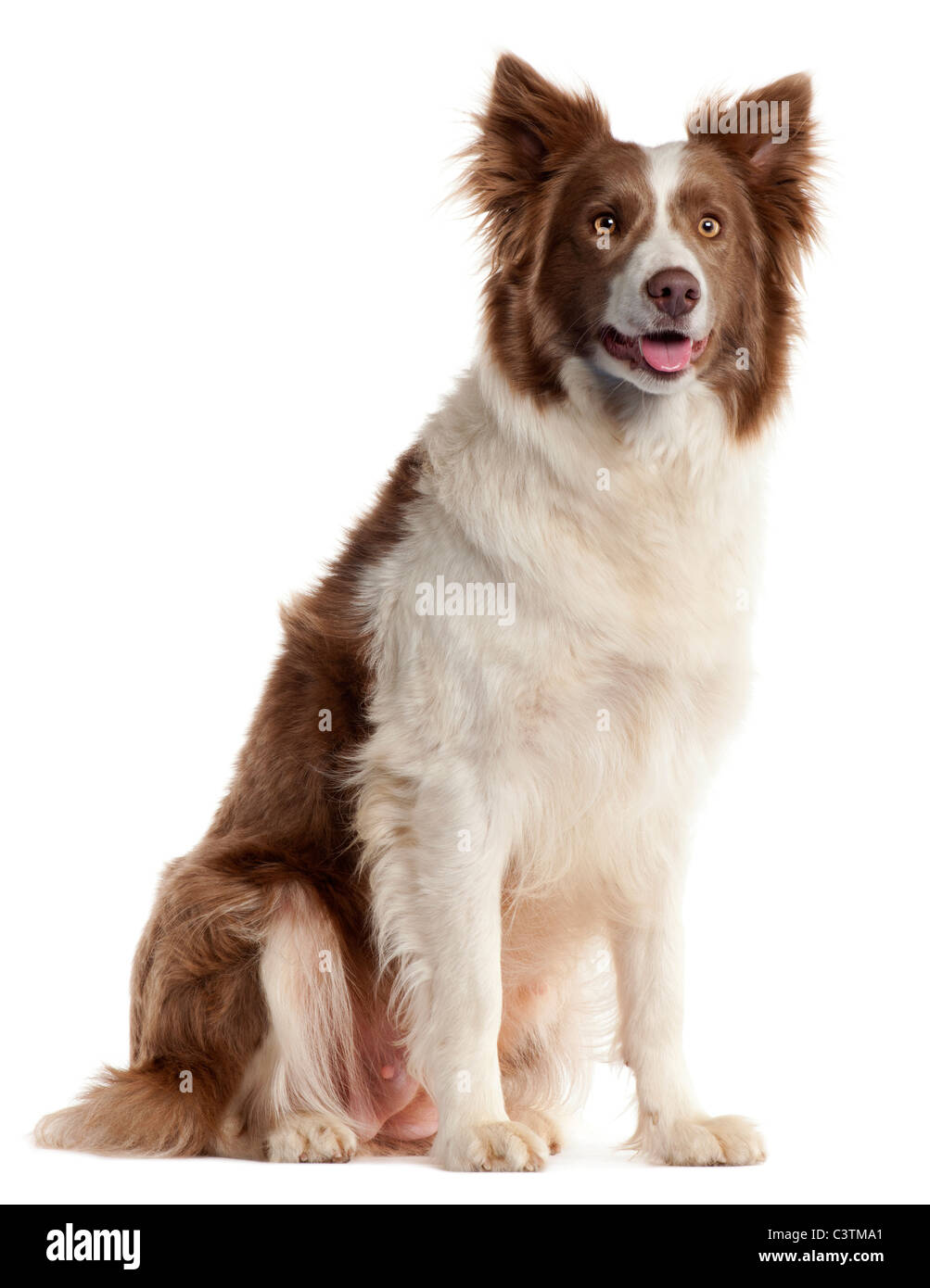 Border Collie, 2 Years Old, Sitting In Front Of White Background Stock 