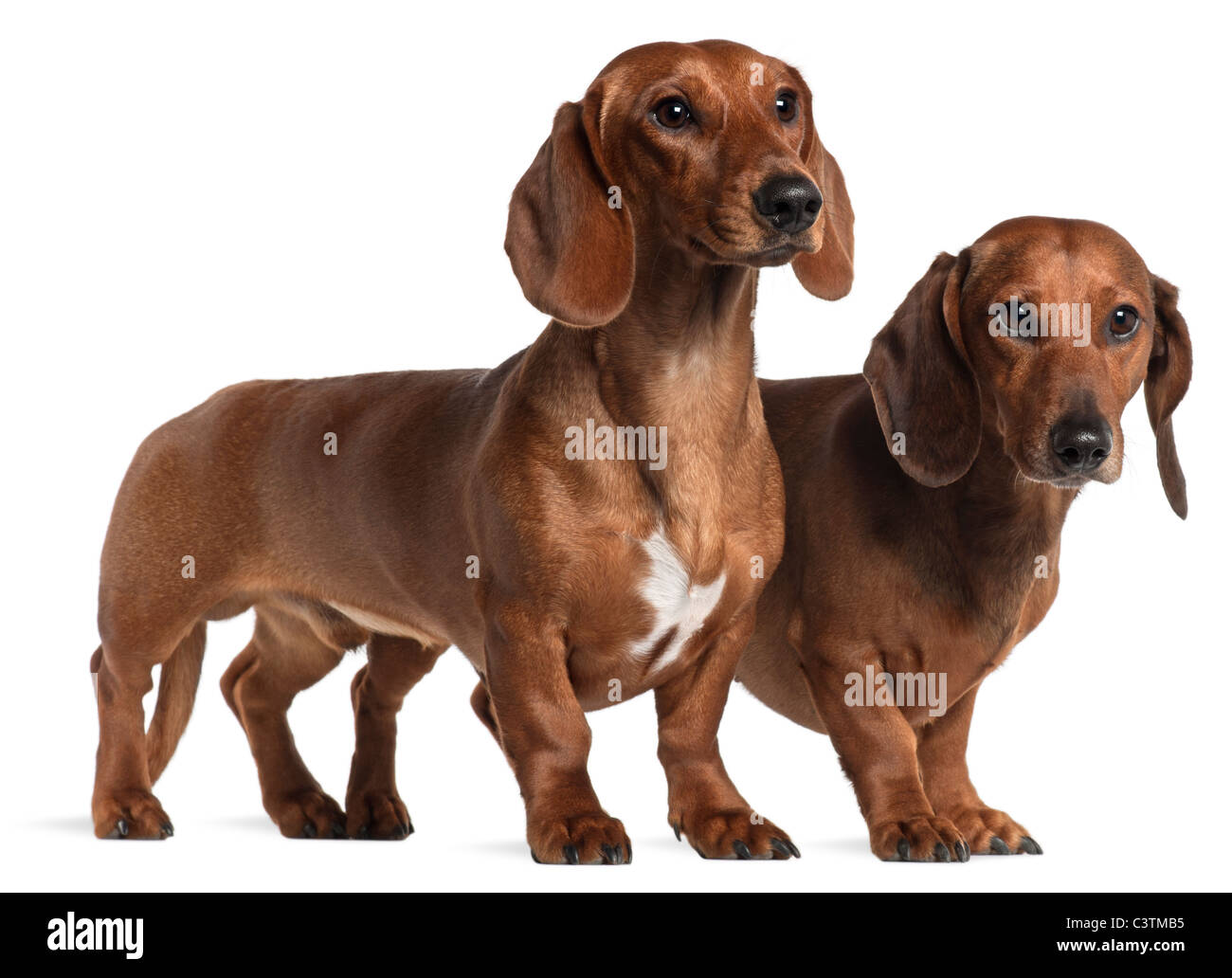 Dachshunds, 4 years old and 7 months old, standing in front of white background Stock Photo