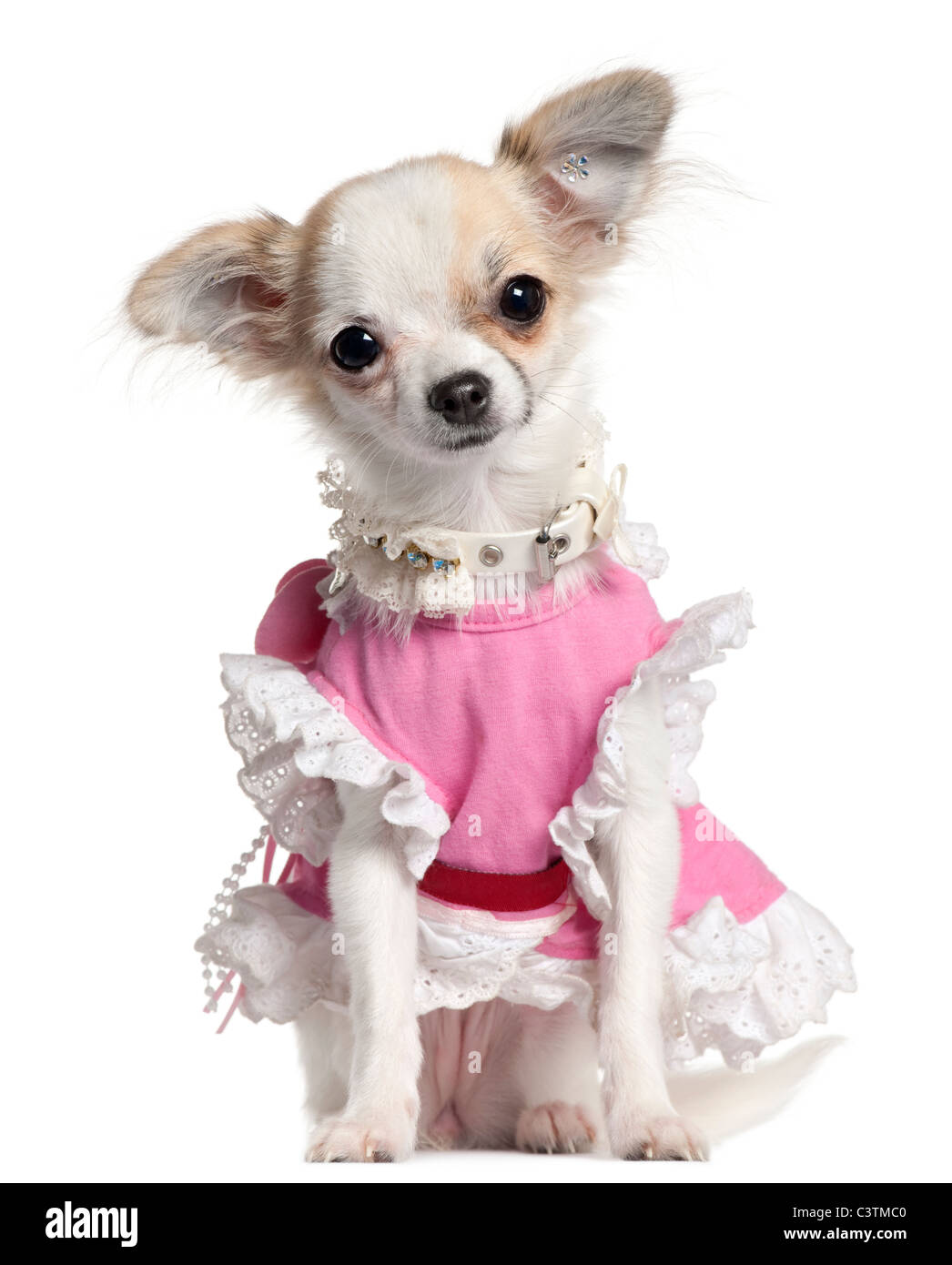 Chihuahua puppy in pink dress 6 months old sitting in front of white background Stock Photo Alamy