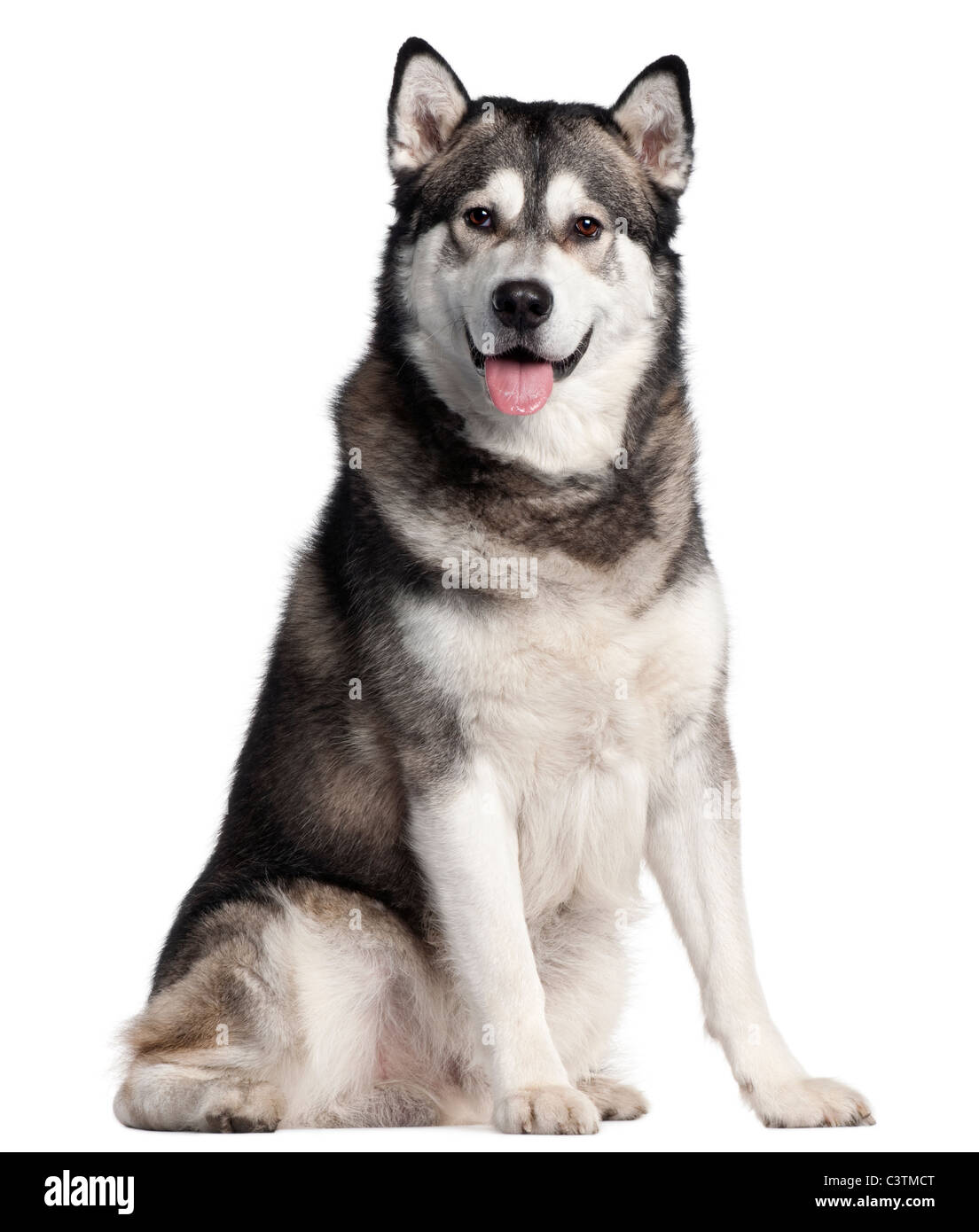 Alaskan Malamute, 2 years old, sitting in front of white background Stock Photo