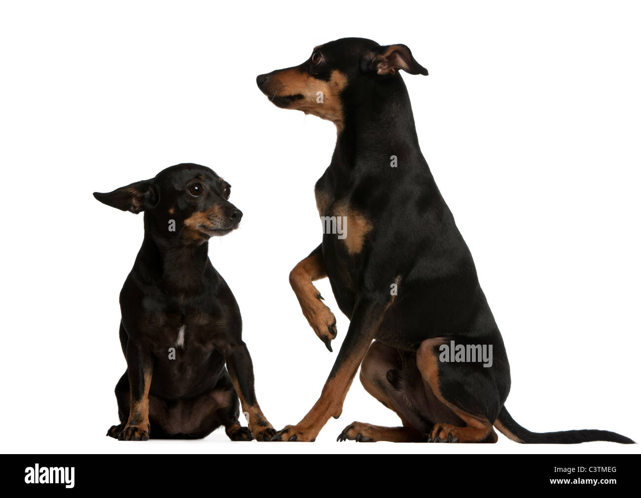 Miniature Pinscher, 7 years old, and German Pinscher, 4 years old, sitting in front of white background Stock Photo