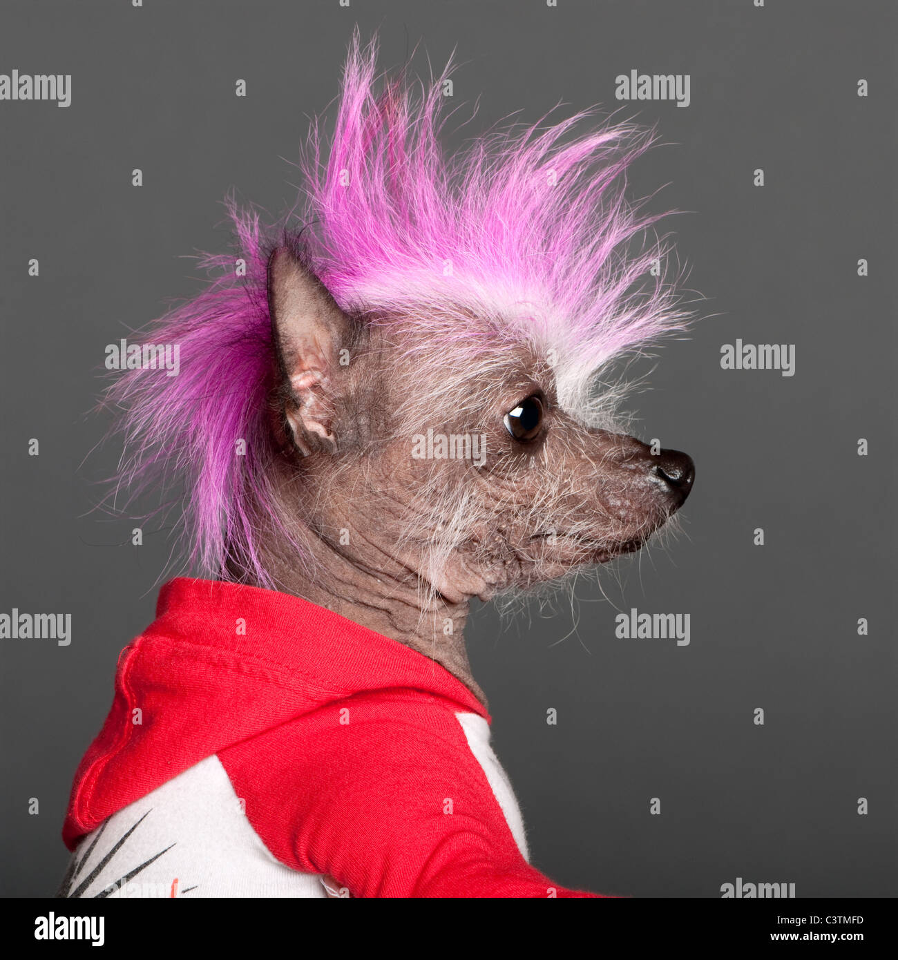 Close-up of Chinese Crested Dog with pink mohawk, 4 years old, in front of grey background Stock Photo