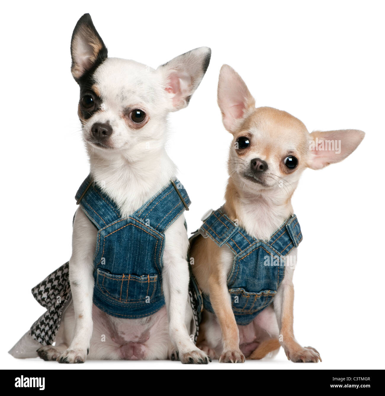 Chihuahuas wearing denim, 1 year old and 11 months old, sitting in front of white background Stock Photo