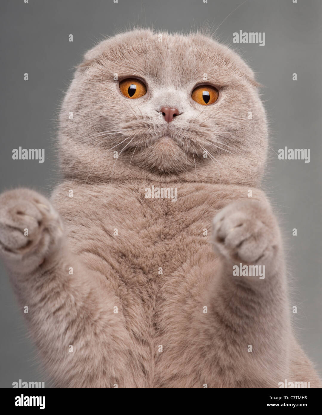 Close-up of Scottish Fold cat with paws up, 9 and a half months old, in front of grey background Stock Photo