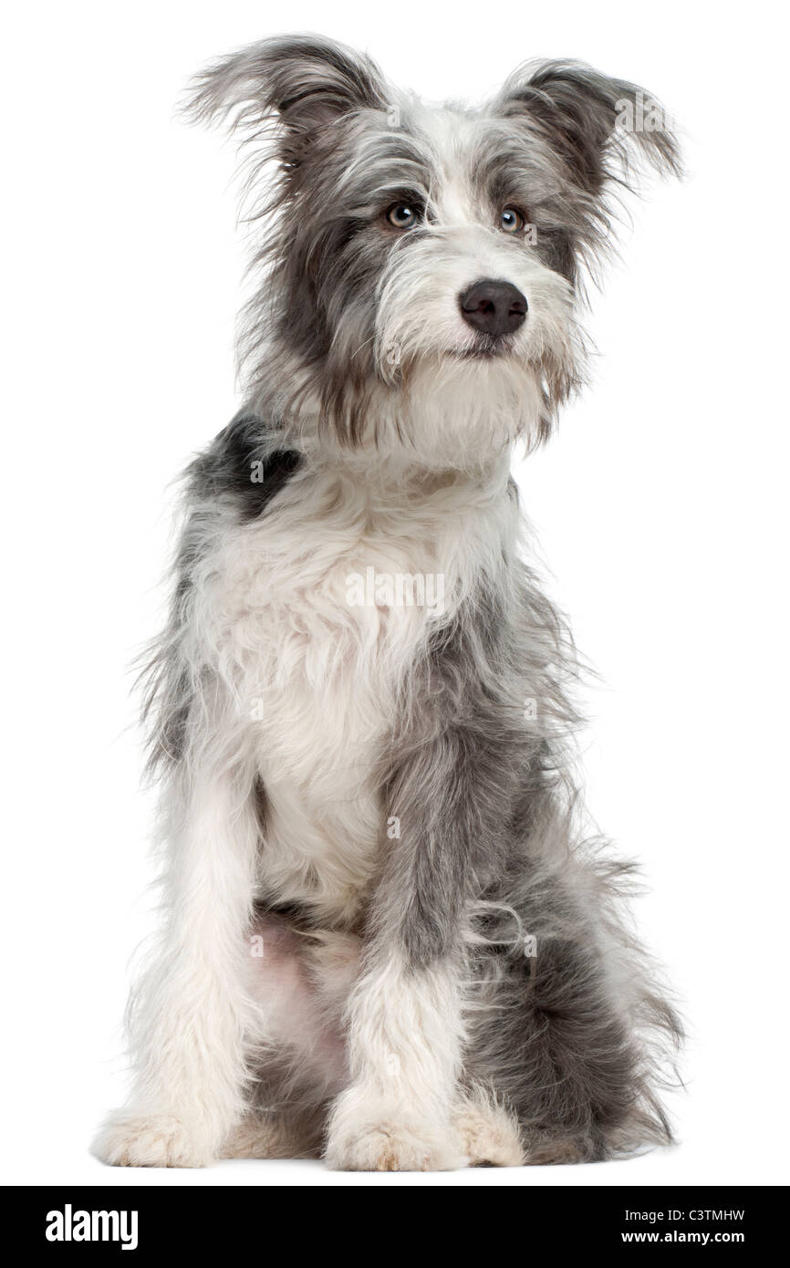 Mixed-breed dog, 7 months old, sitting in front of white background Stock Photo