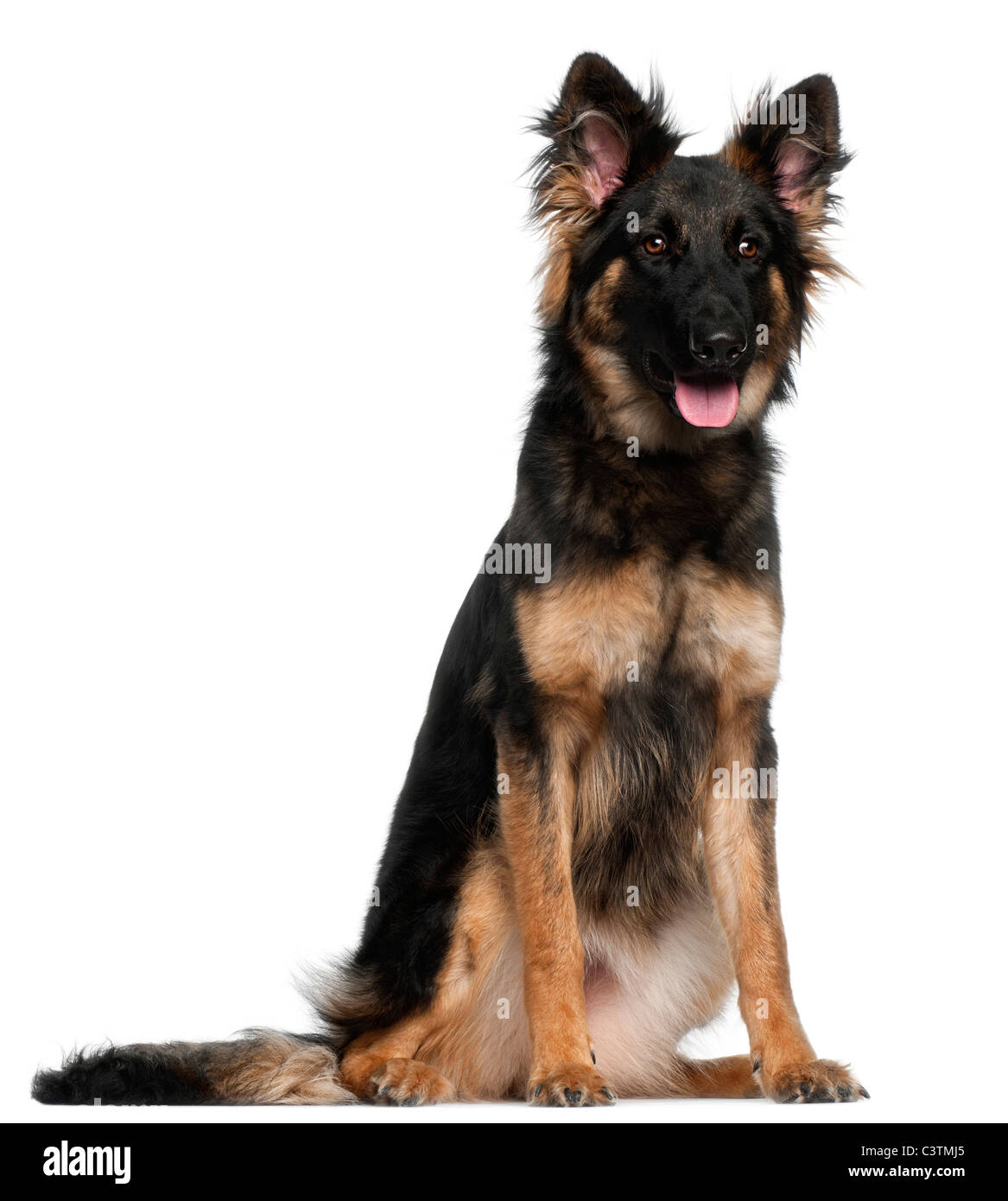German Shepherd Dog, 8 months old, sitting in front of white background Stock Photo
