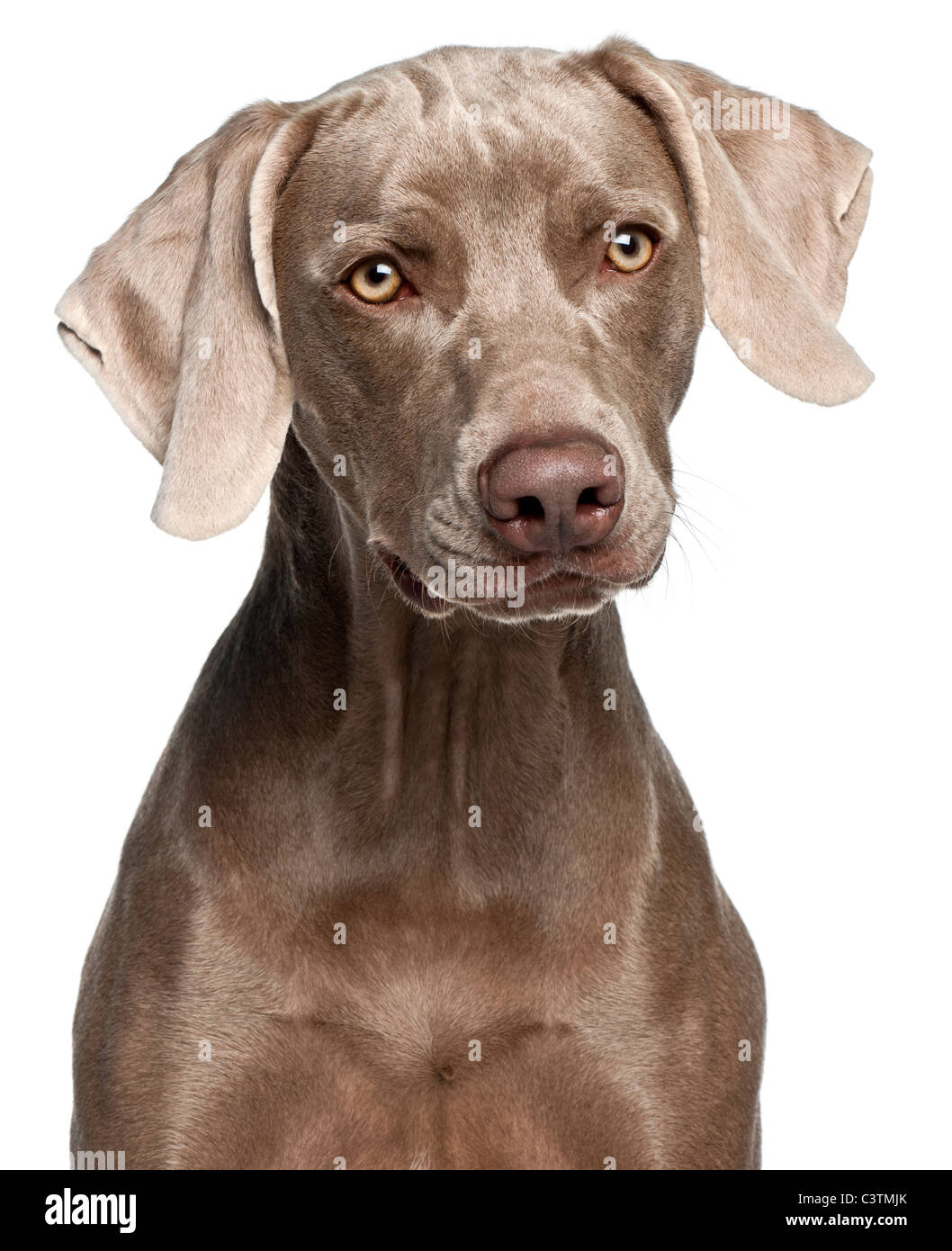 Close-up of Weimaraner, 12 months old, in front of white background Stock Photo