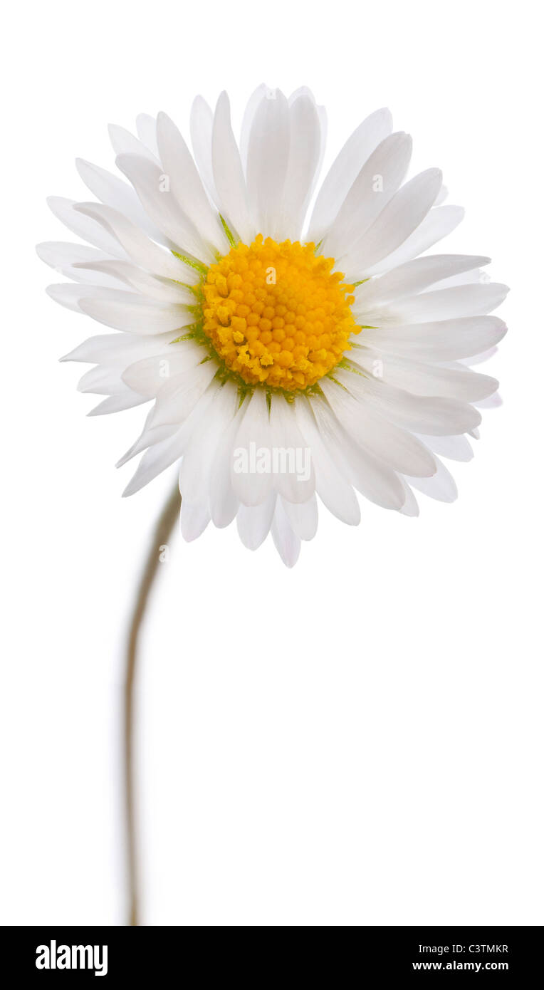 Daisy, Bellis perennis, in front of white background Stock Photo