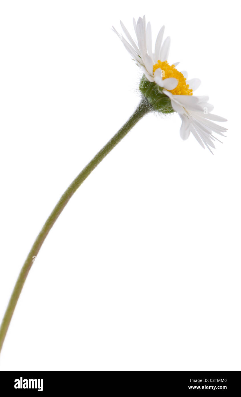 Daisy, Bellis perennis, in front of white background Stock Photo