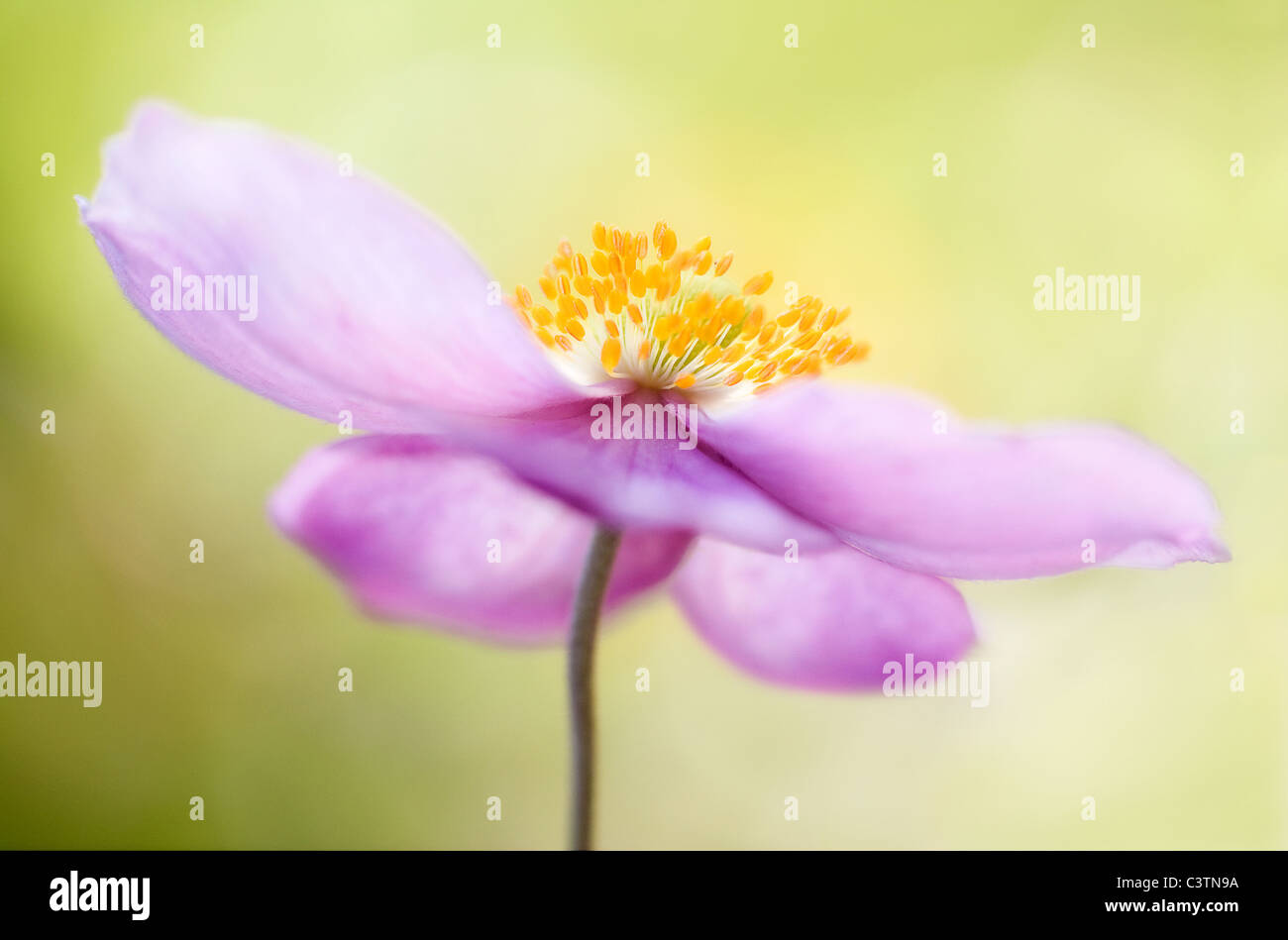 A close up of a Japanese Anemone flower Stock Photo