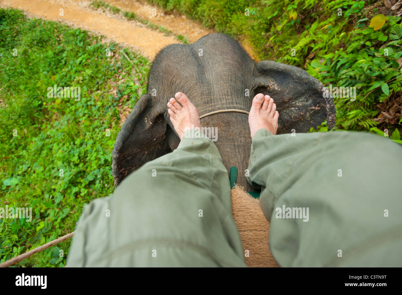 elephant riding on an elephants back own will force ride move steer guide rule govern guidance steering elefant mahout leg legs Stock Photo