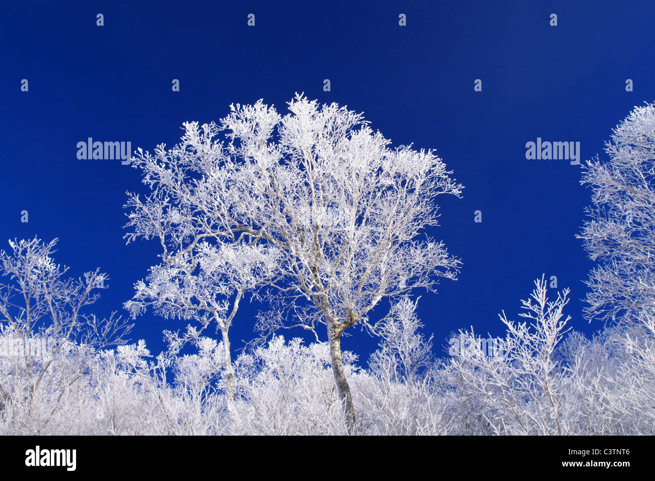 Frost on Tree Branches Stock Photo