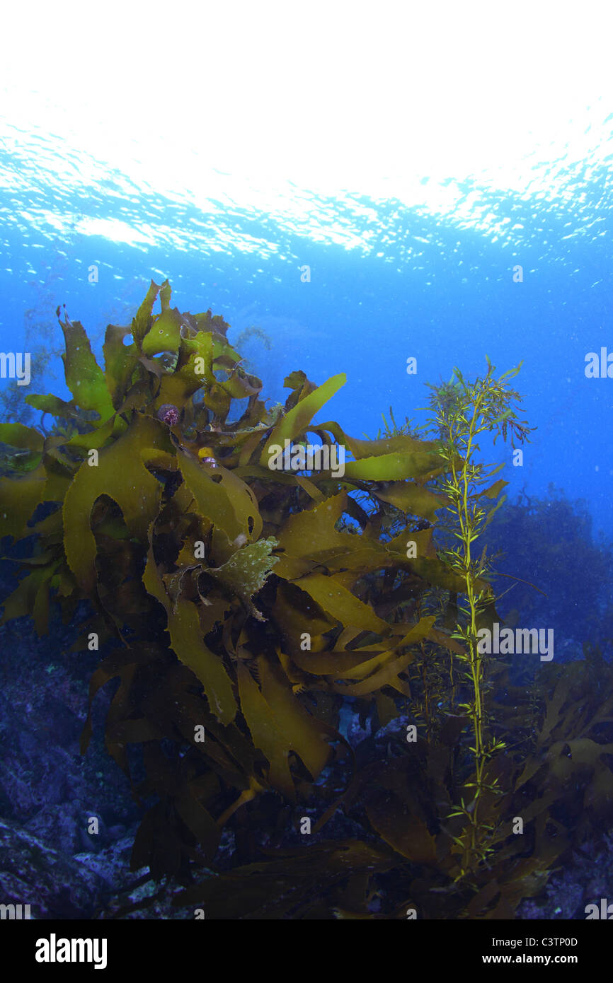 Aquatic plants and algae hi-res stock photography and images - Alamy