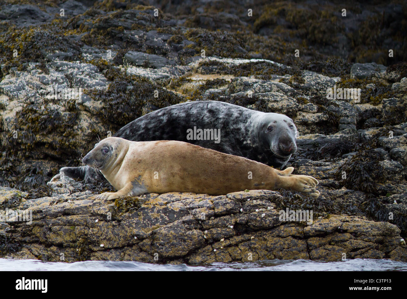 Pair of Atlantic grey seals resting on rocks near Isle of Mull Inner Hebrides Argyll and Bute West Coast Scotland Stock Photo