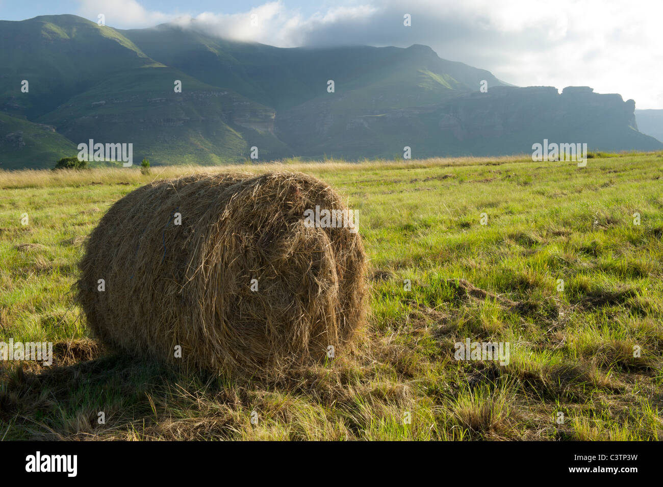 Bales of hay on a farm in Clarens, Free State, South Africa Stock Photo