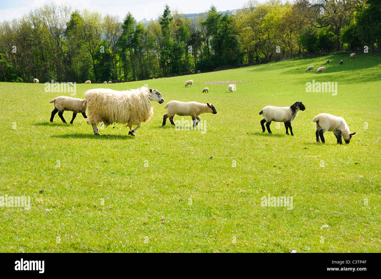 Sheep Farm Stock Photo