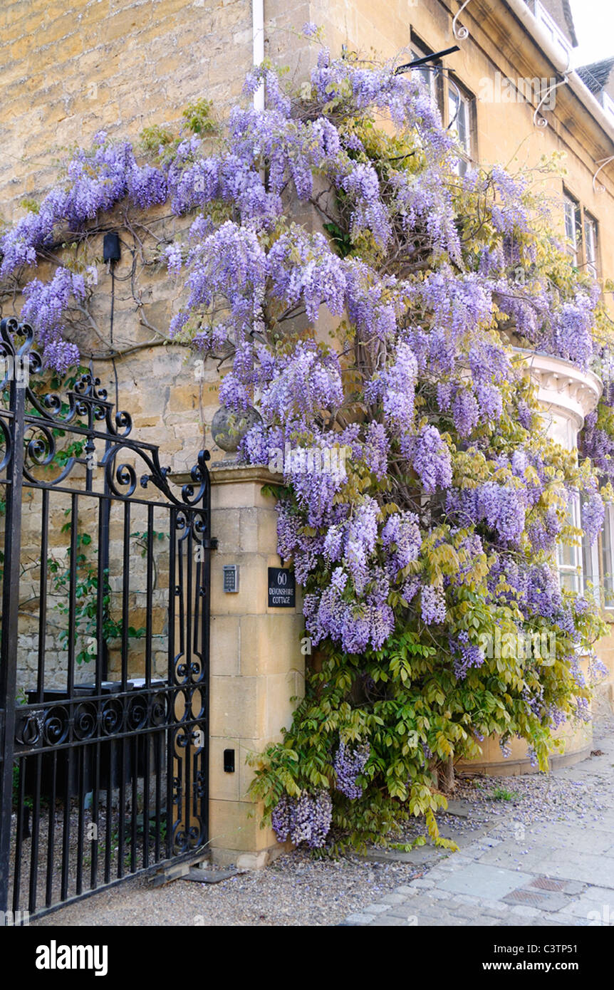 Wisteria growing up the wall hires stock photography and images Alamy