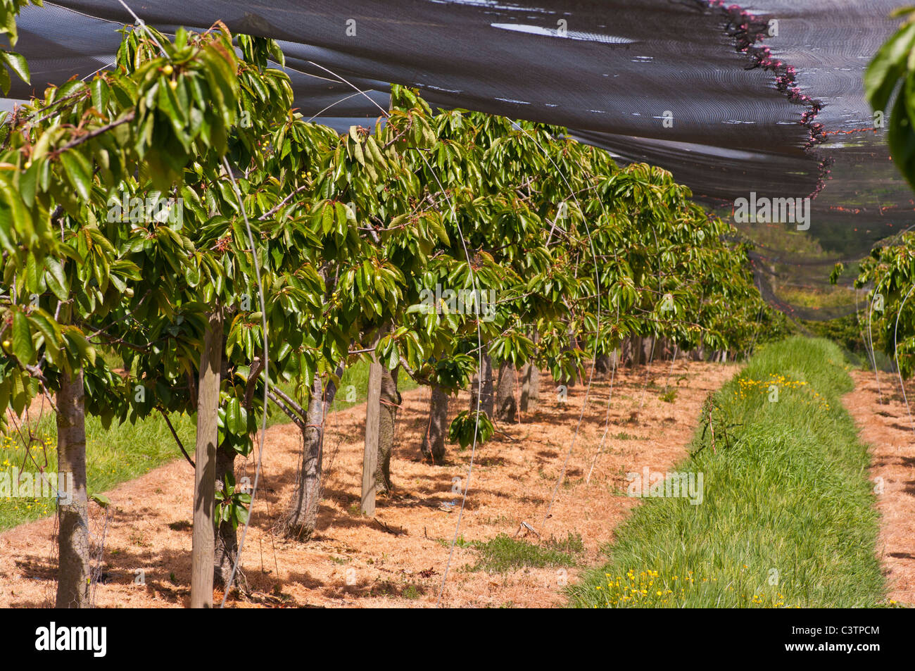 English Cherry Orchard High Resolution Stock Photography and Images - Alamy