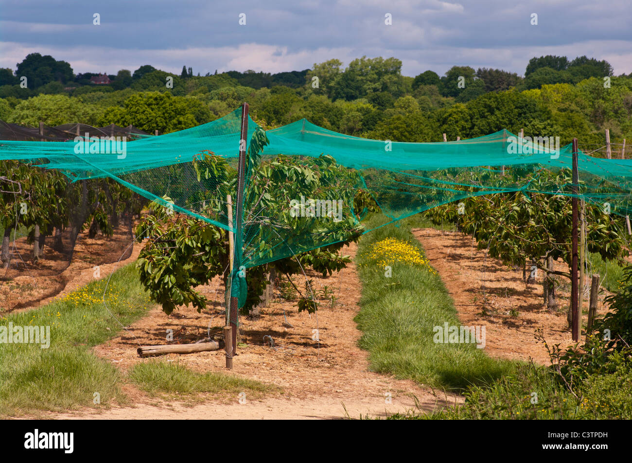 English Cherry Orchard High Resolution Stock Photography and Images - Alamy