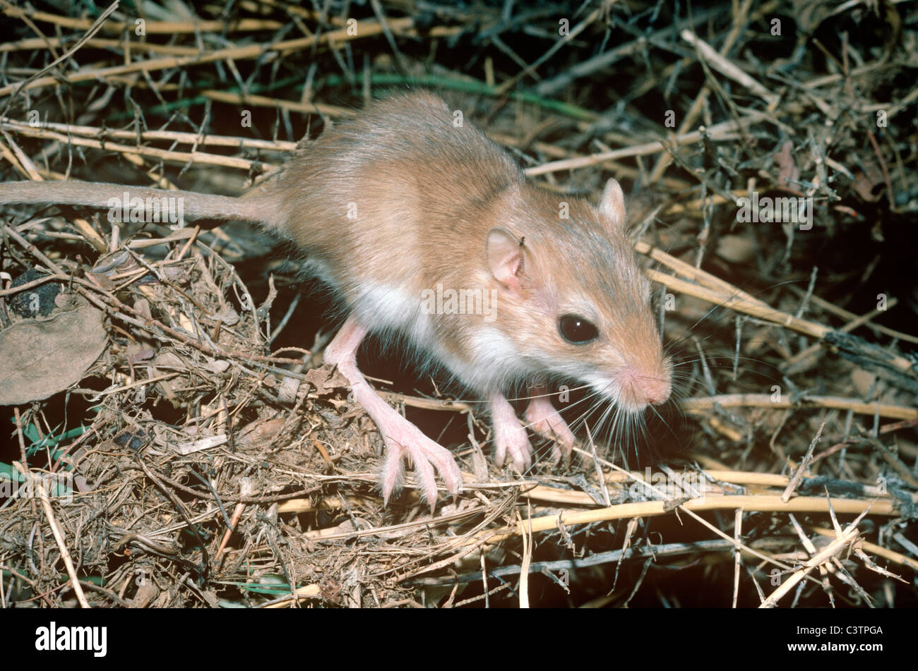 Dune hairy-footed gerbil (Gerbillurus tytonis: Muridae) out foraging at dusk in the Namib Desert Namibia. Stock Photo