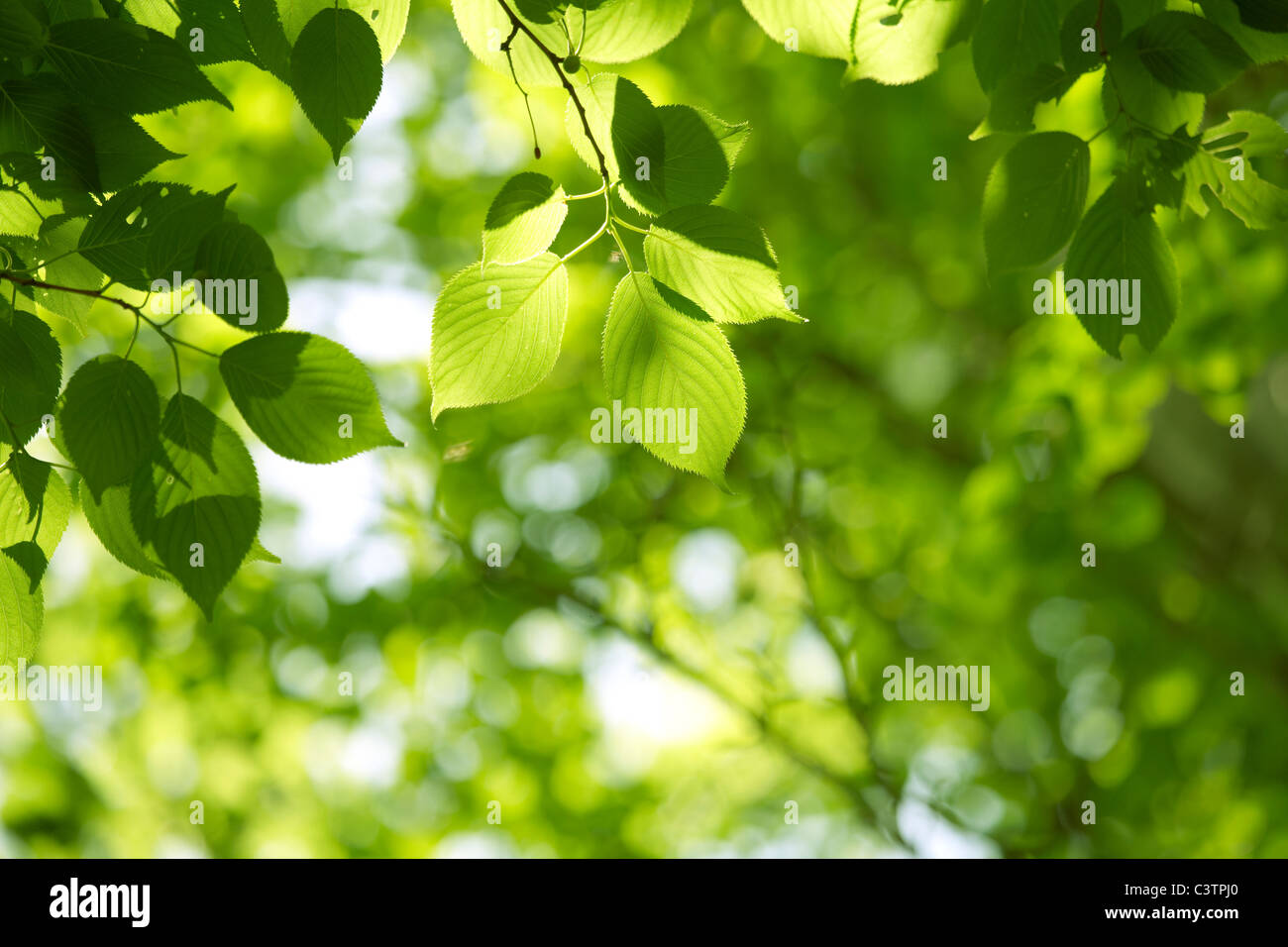 Green Foliage Stock Photos & Green Foliage Stock Images Alamy