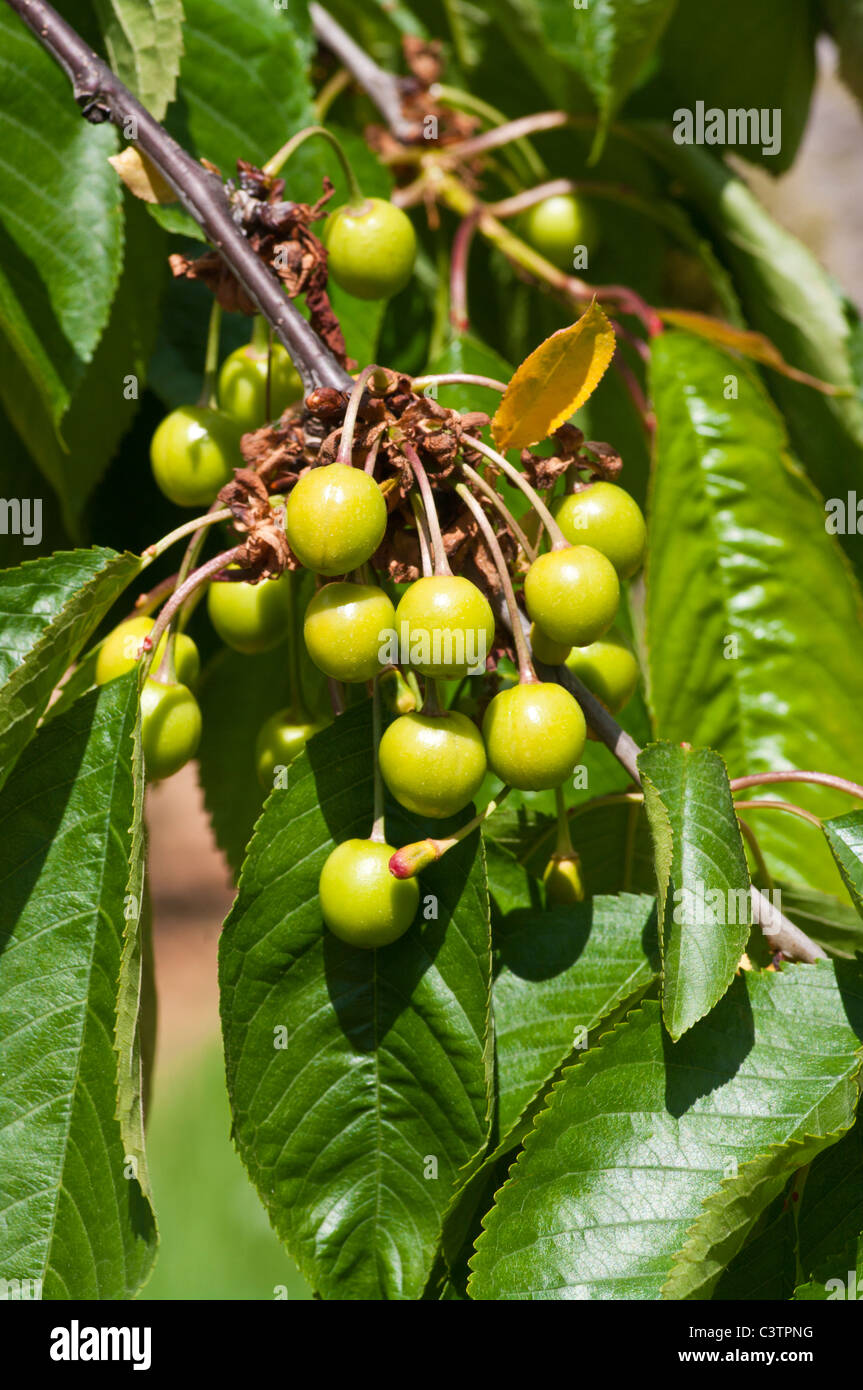 Unripened fruit hi-res stock photography and images - Alamy