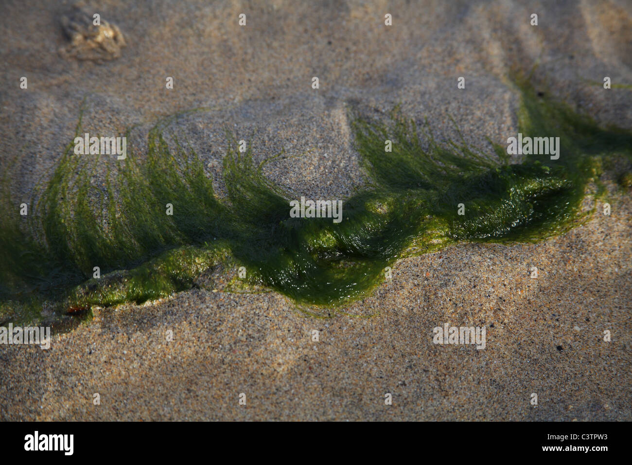 Sea weed clinging to a mooring chain, St Ives Harbour, Cornwall Stock Photo