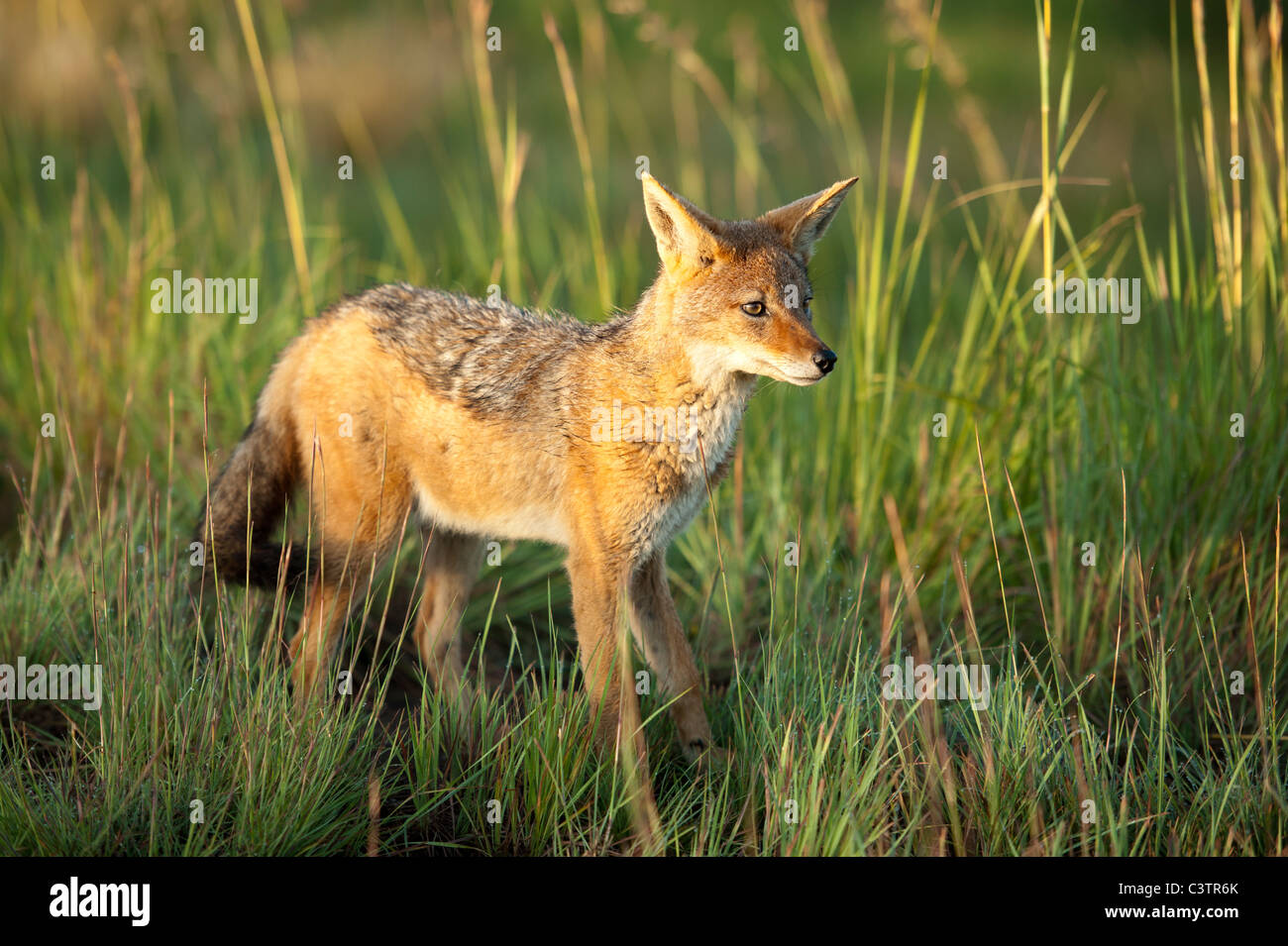 Black-backed Jackal (Canis mesomelas), Golden Gate Highlands National Park, South Africa Stock Photo