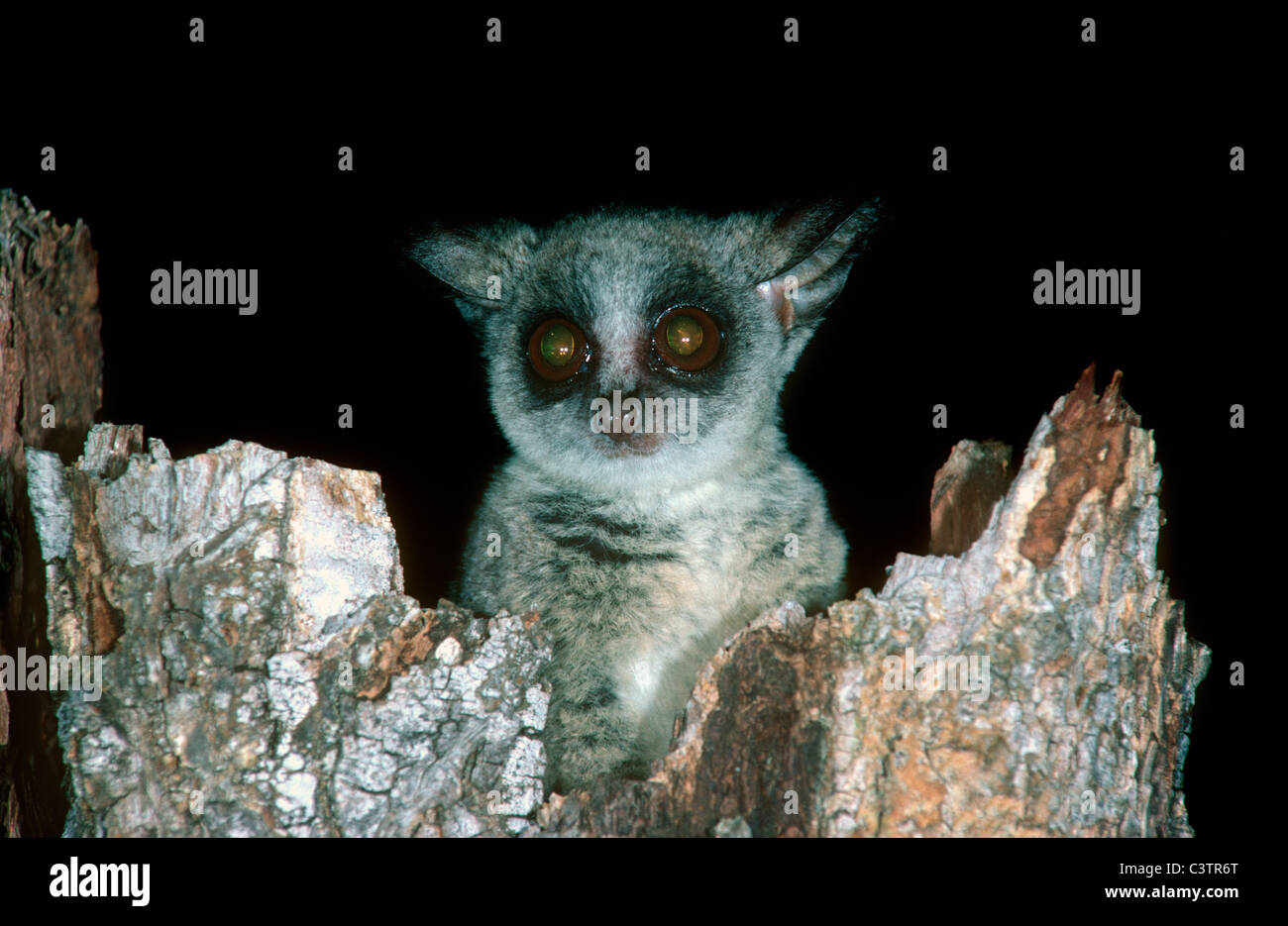 Lesser Galago (Galago moholi: Galagonidae) emerging at night from its sleeping quarters in a hollow tree South Africa Stock Photo