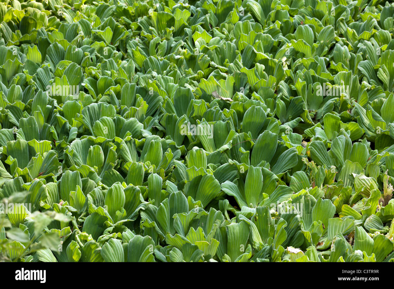 background of water lettuce pistia stratiotes in tropical pond Stock Photo