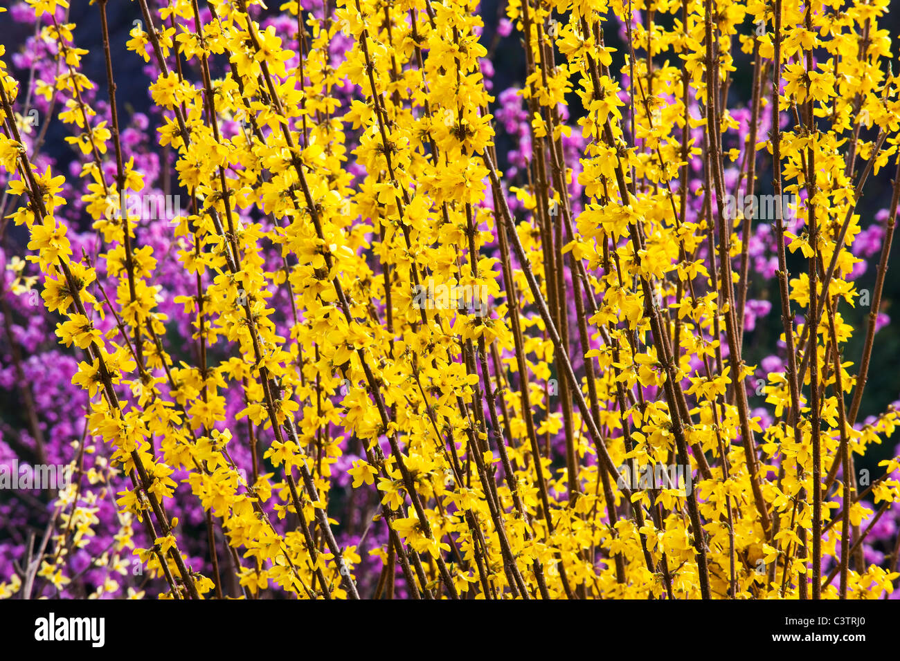 Weeping Golden Bell Flowers, Peach Blossoms in Background Stock Photo