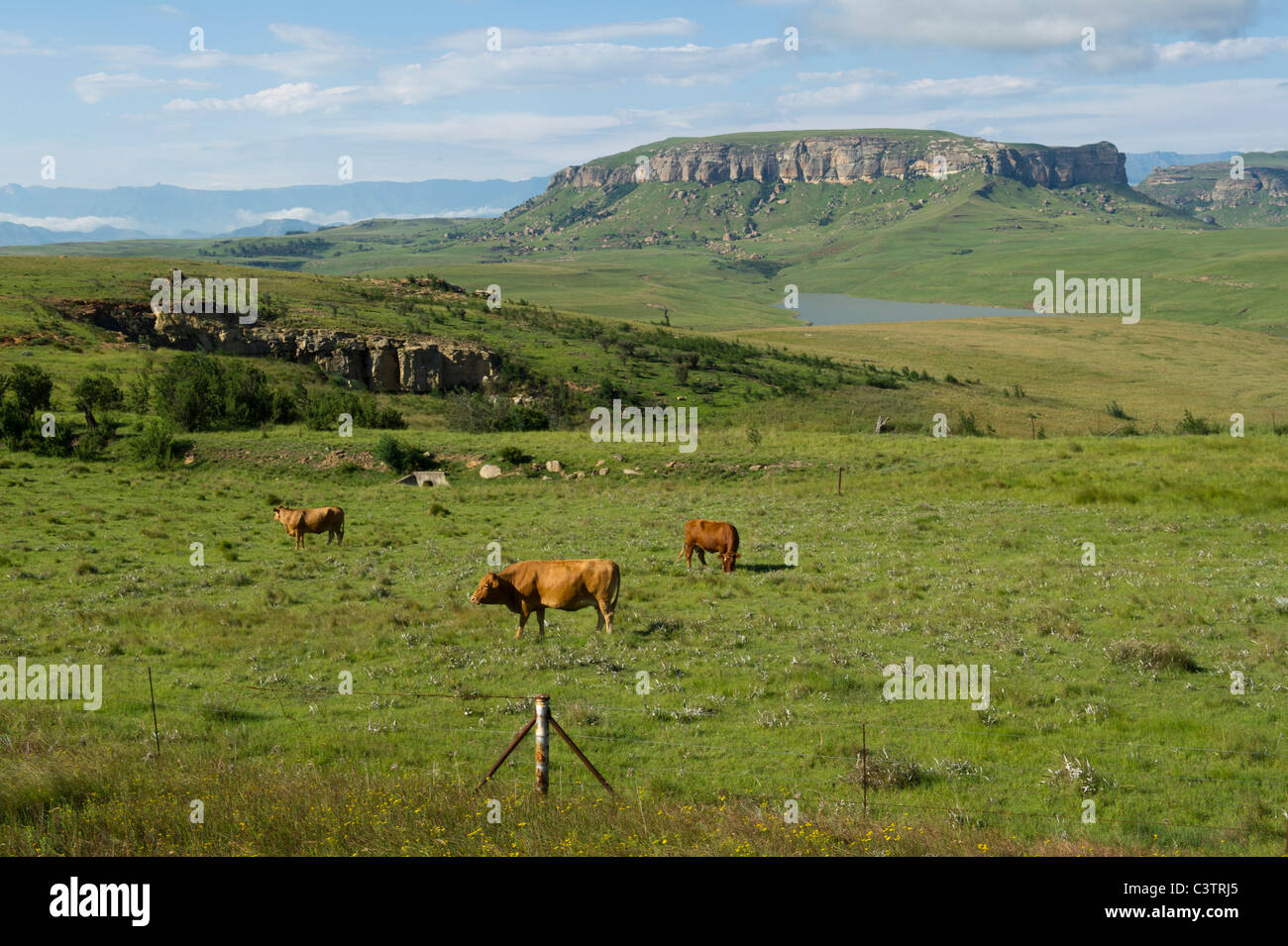 Cattle in front of Sterkfontein dam, Free State, South Africa Stock Photo