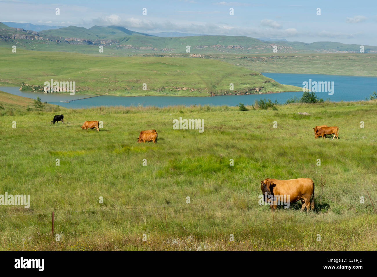 Cattle in front of Sterkfontein dam, Free State, South Africa Stock Photo
