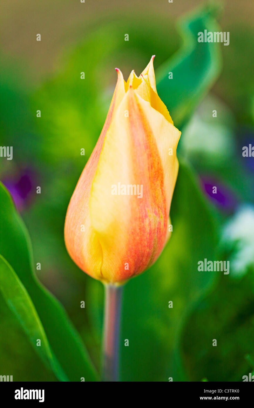 Single Tulip Flower Stock Photo Alamy