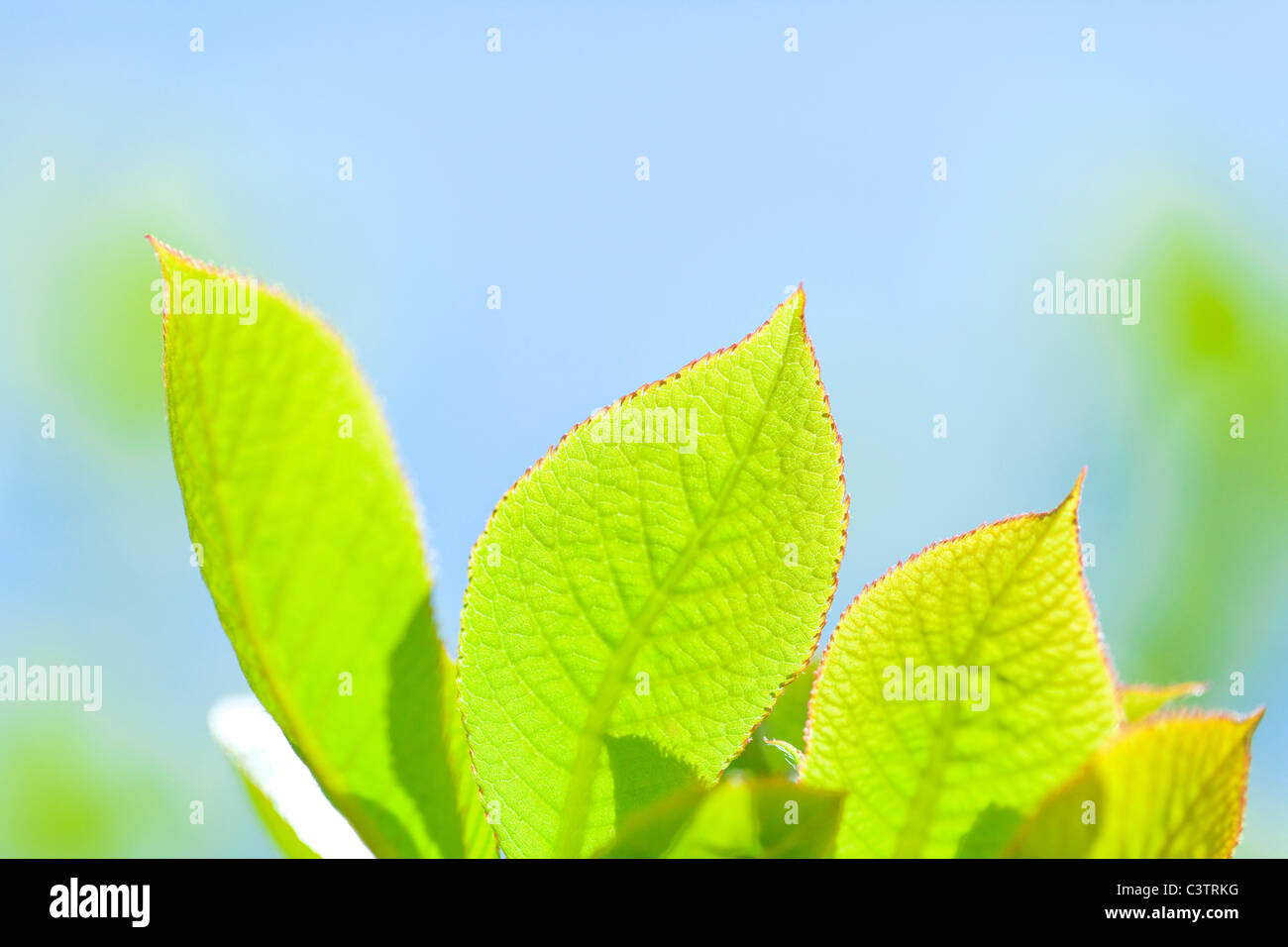 Clethra Leaves Stock Photo