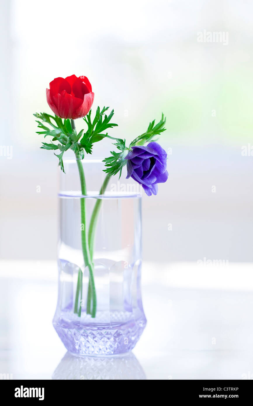Two Flowers in Vase Stock Photo