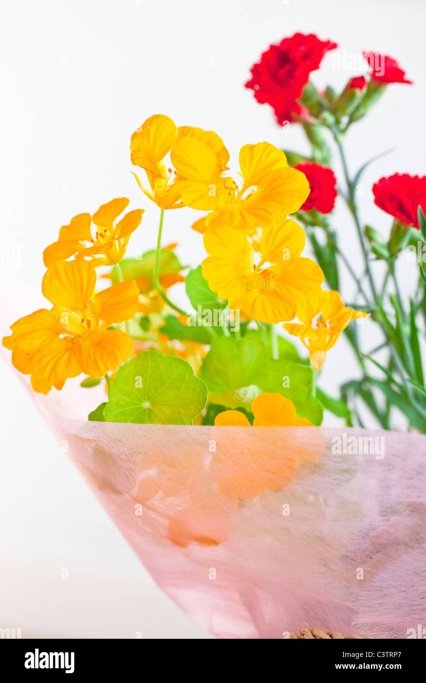 Yellow Nasturtium Flowers Stock Photo