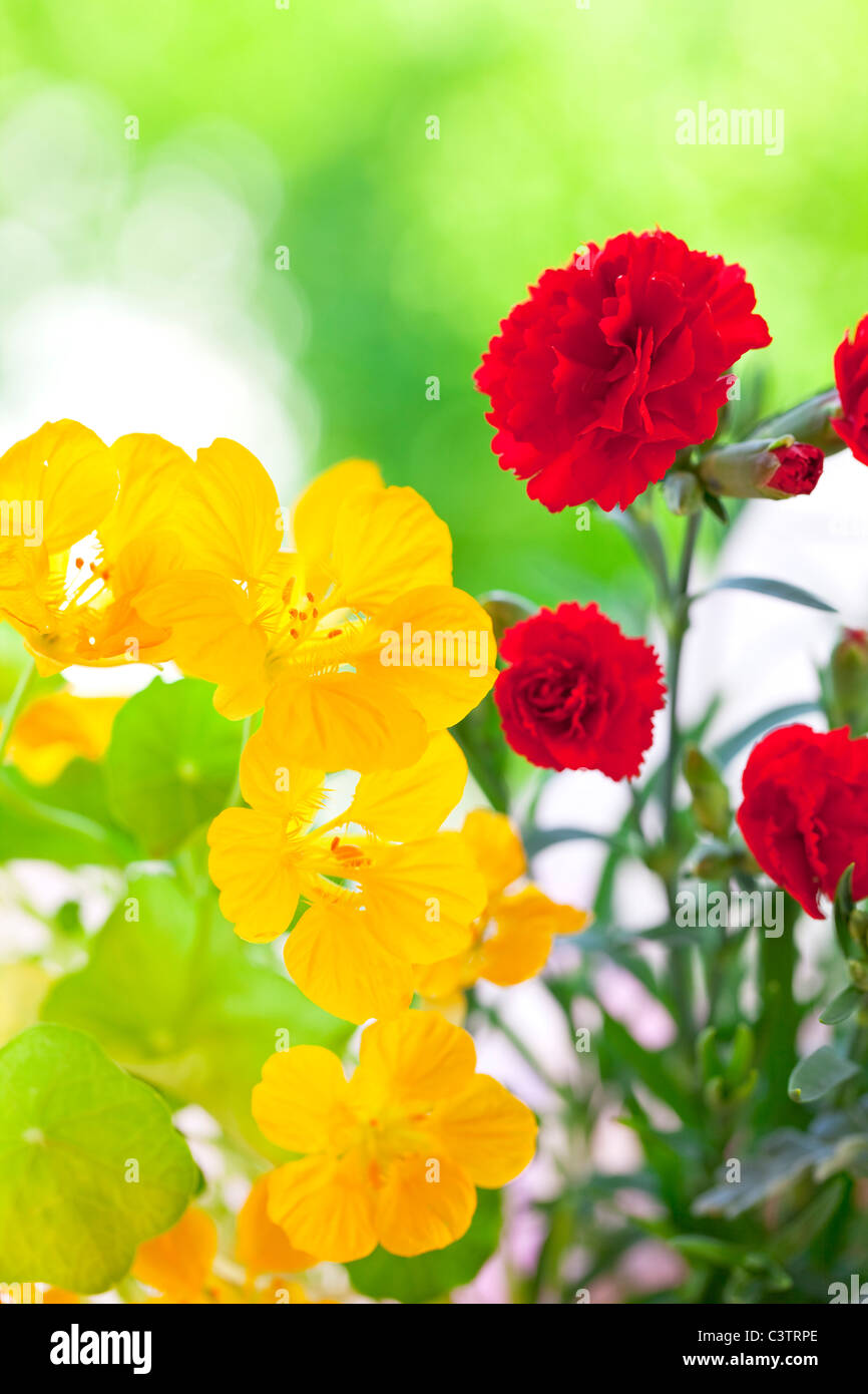 Carnation hires stock photography and images Alamy