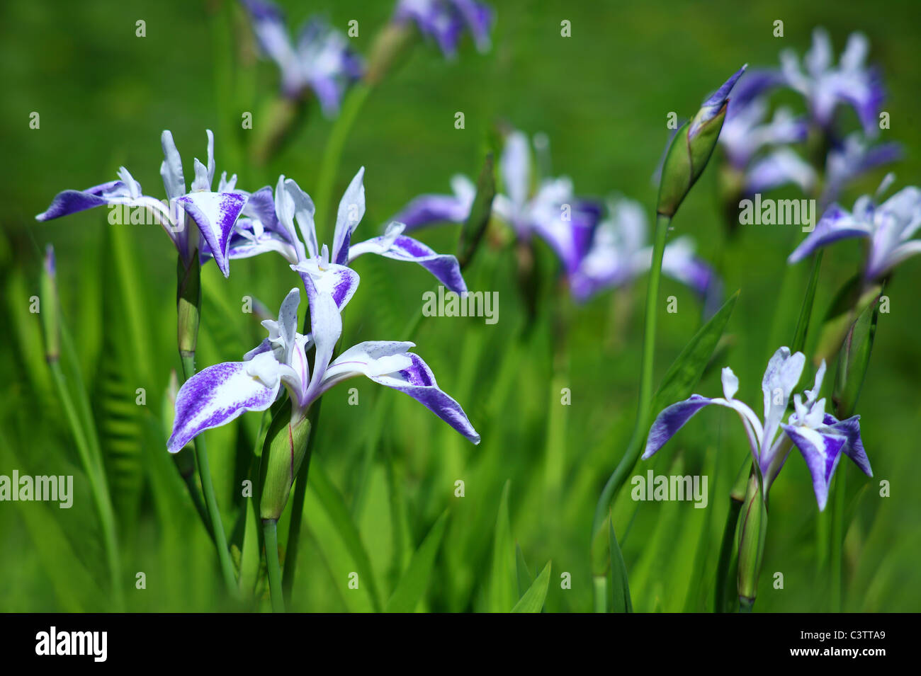 Rabbit Ear Iris Flowers Stock Photo Alamy