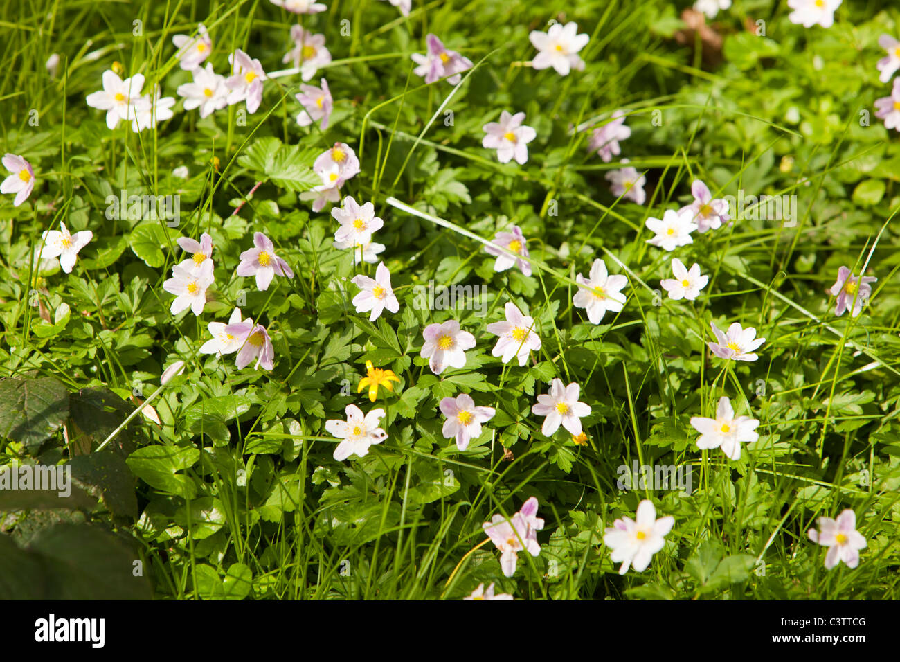 Wood Anemone (Anemone nemorosa) flowers on a woodland floor in Spring near Saltaire, Yorkshire, UK. Stock Photo