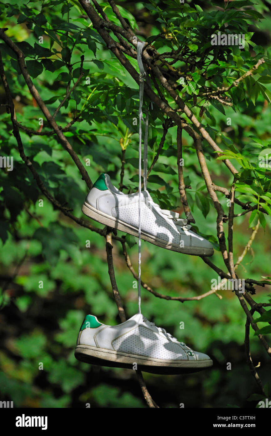 Discarded training shoes hanging on a tree. Natland, Cumbria, England