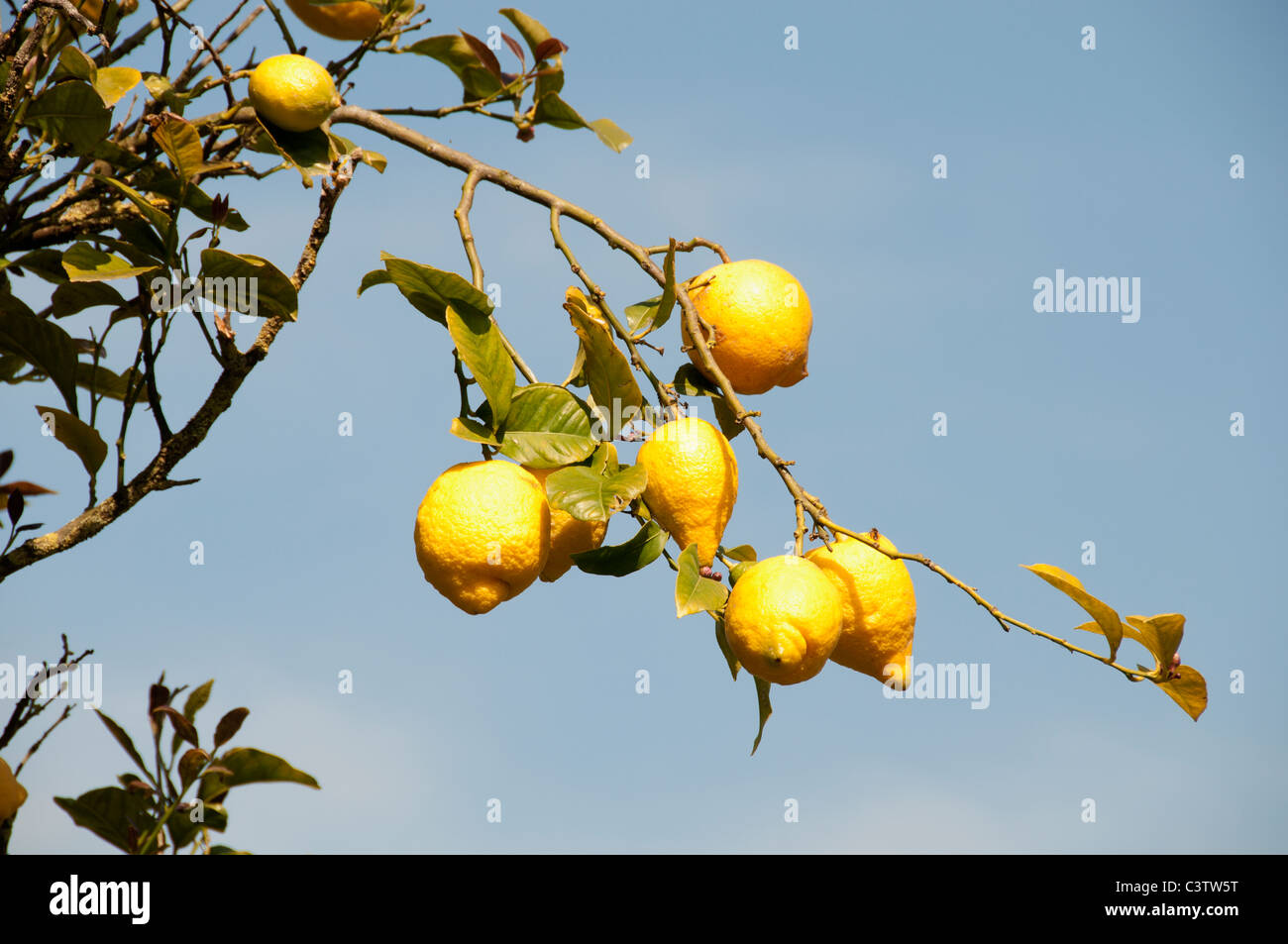 Spain Spanish yellow garden lemons lemon tree farm Stock Photo