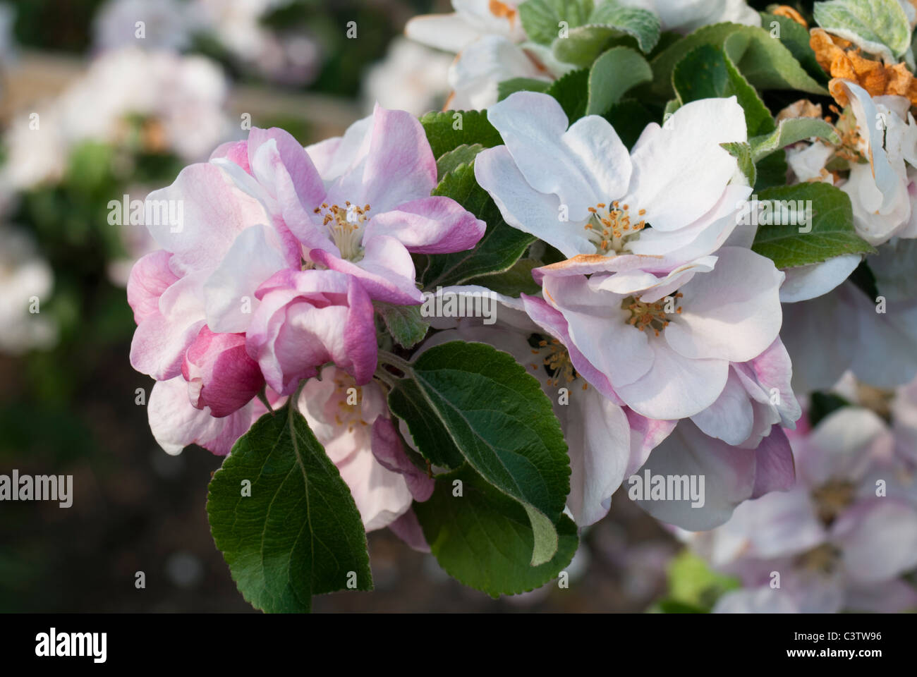 Bramley apple tree hi-res stock photography and images - Alamy