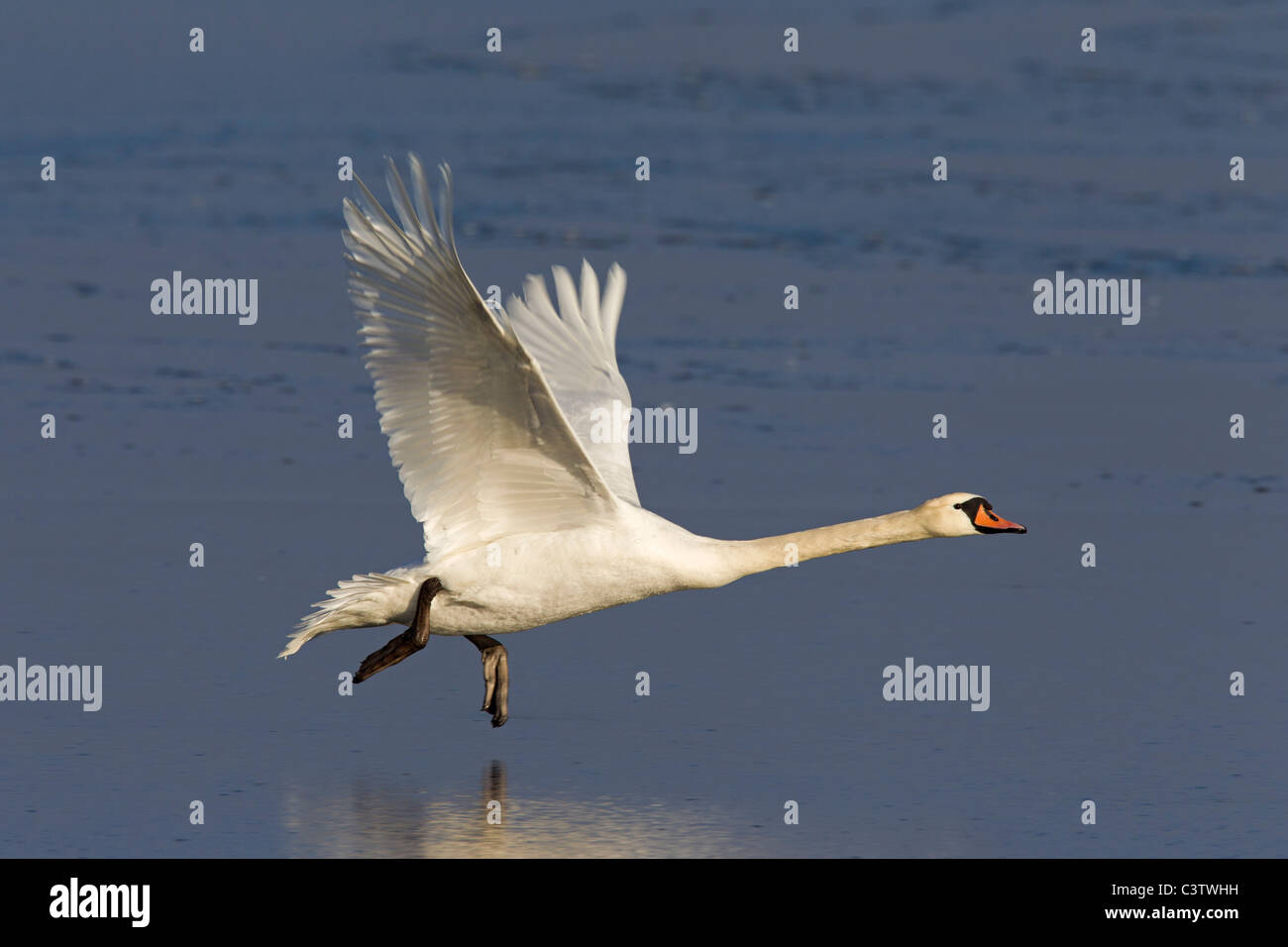 Mute swan (Cygnus olor) taking off from frozen lake in winter, Germany Stock Photo