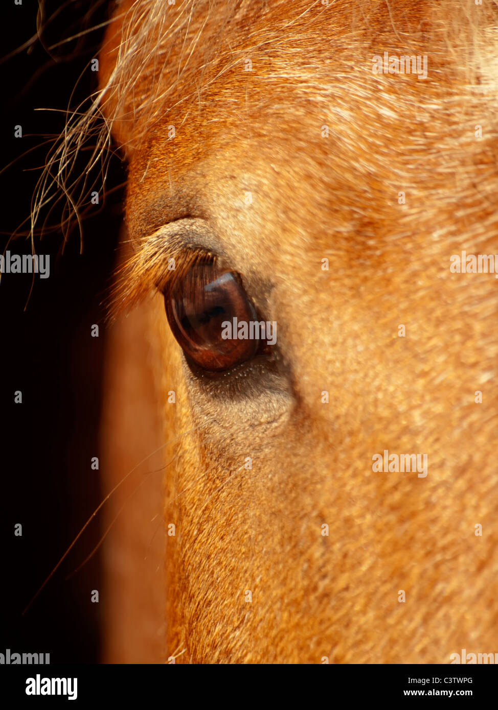 eye of palamino horse closeup Stock Photo